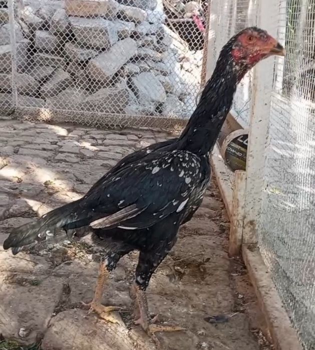 Biramir makion tavug'