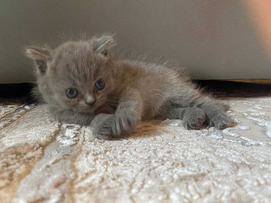 Skoch Fold mushukcha sotiladi!