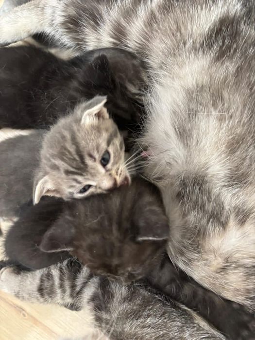 Продам котят Скотиш