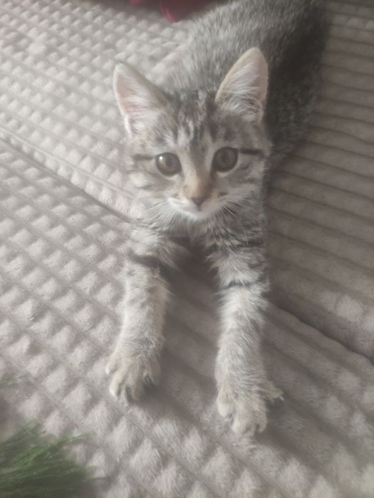 Котенок в добрые руки