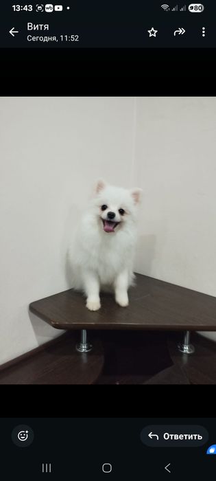 Беленький  мальчик  шпица