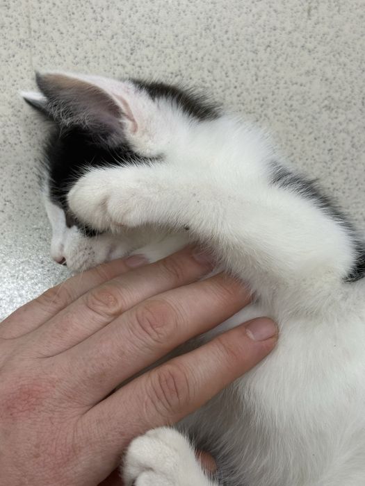 Котята с доставкой