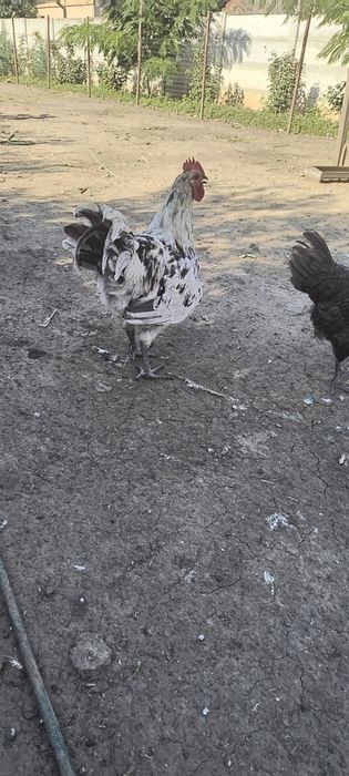 Cocosi austrolorp de vanzare