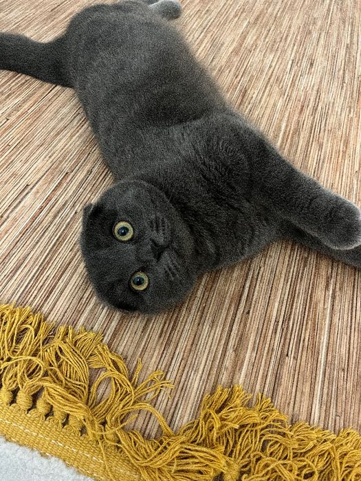 Шотландский вислоухий