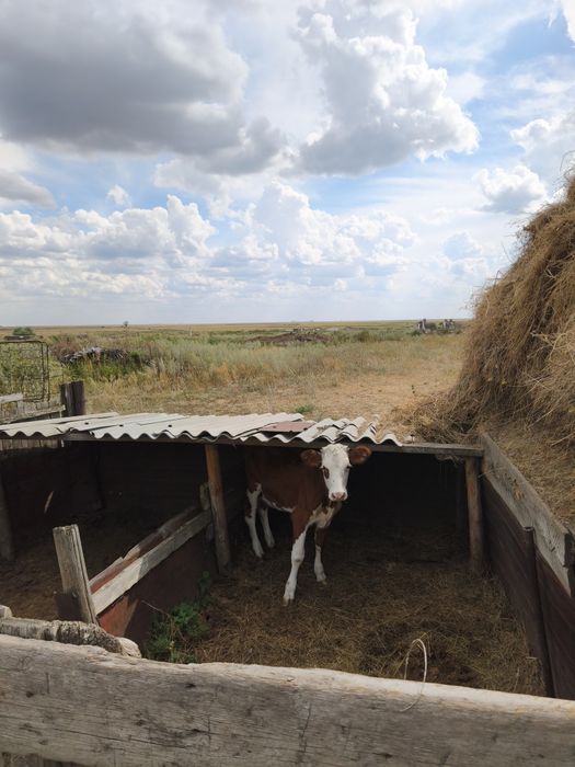 Продам 7 мес телочку