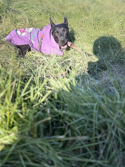 Отдам девочку аммериканский стаффордширский терьер