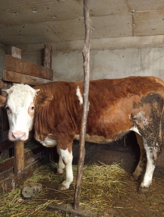 Vand juninca 1 an 3 luni