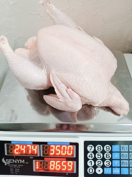 Куры домашние бройлерные