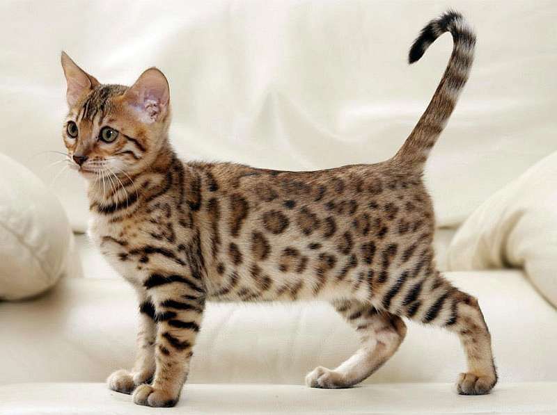 Бенгальские котята к Новому году