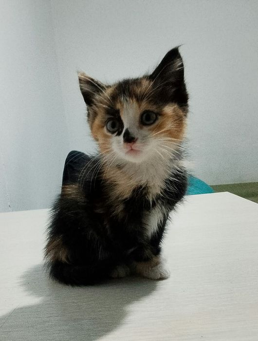 Отдам котят в хорошие руки