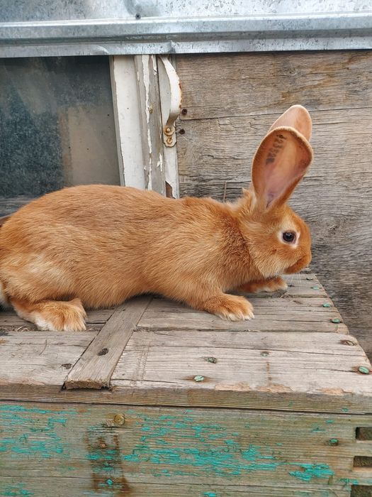 Кролики бургундские