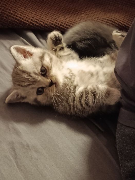 Продаются котята