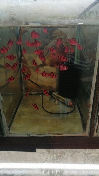 Декоративни рибки