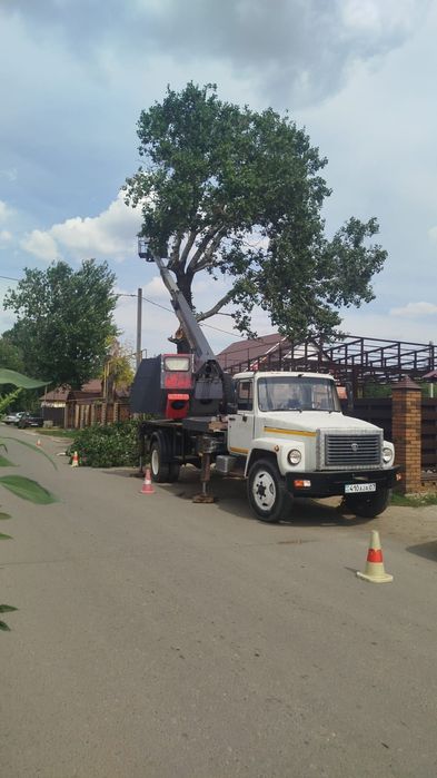 Спиловка деревьев