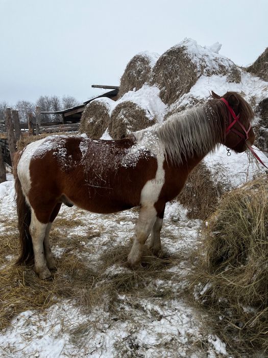 Продам жеребца полу тяг