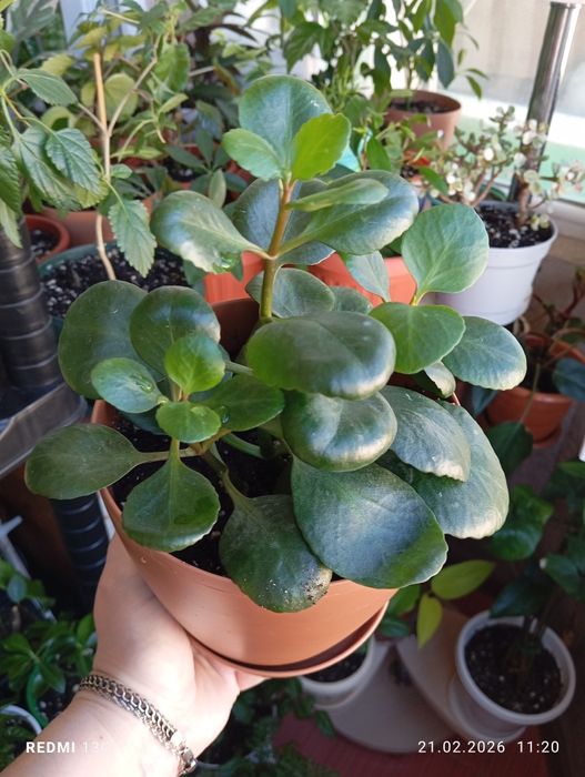 Продам комнатные растения