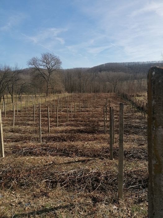 Spalieri de beton