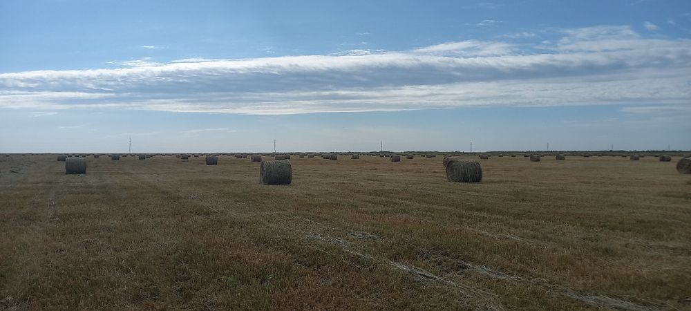 Продам луговое сено в рулонах.