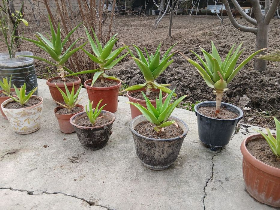 Продам Алоэ-вера.