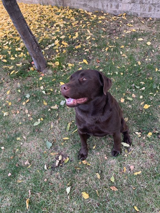 Вязка Лабрадор Ретривер кобель