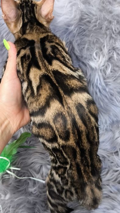 Бенгальские котята Золото