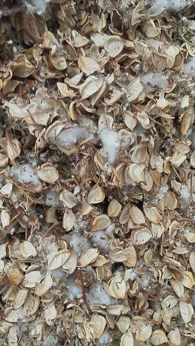 Чорва молар учун пахтачалик чангалок