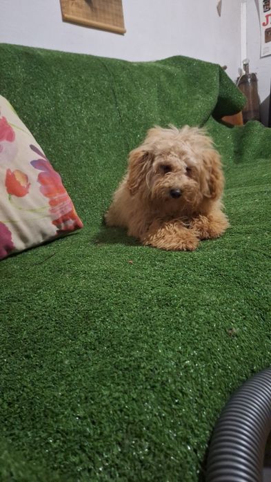 Пудел Той пуделче момиче