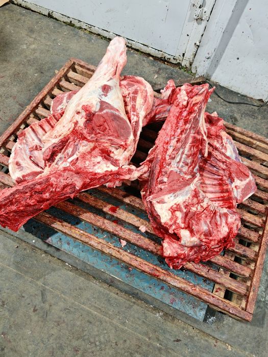 Мясо говядины конины