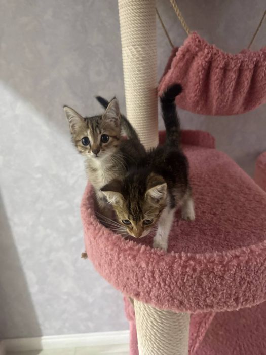 Отдам в добрые руки котята