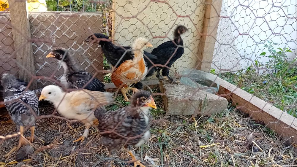 Cocoși 5/6 luni de casă