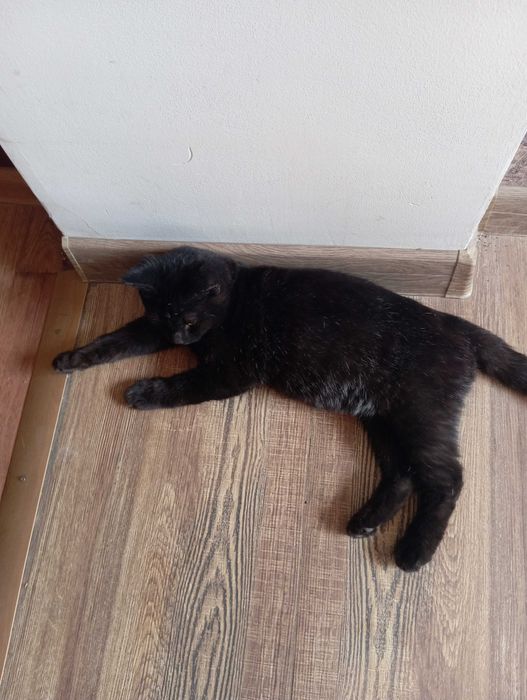 Отдам котика в добрые руки