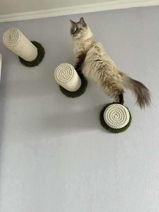 Когтеточки жердочки