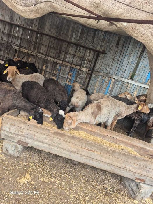 Продам баранов в городе Павлодар