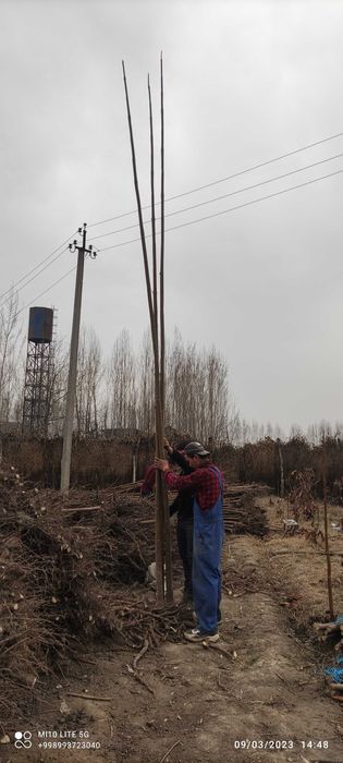 Pavloniya nihollari,  pavloniya FTE koʻchatlari