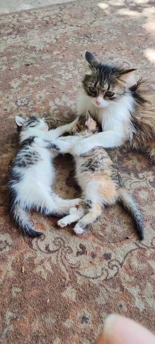 Отдам котят в хорошие руки