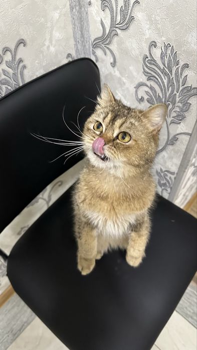 Скоттиш страйт сотилади