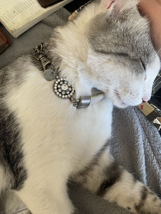 Zgardă interesantă