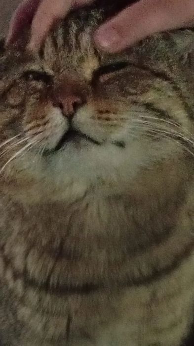 Отдам в добрые руки