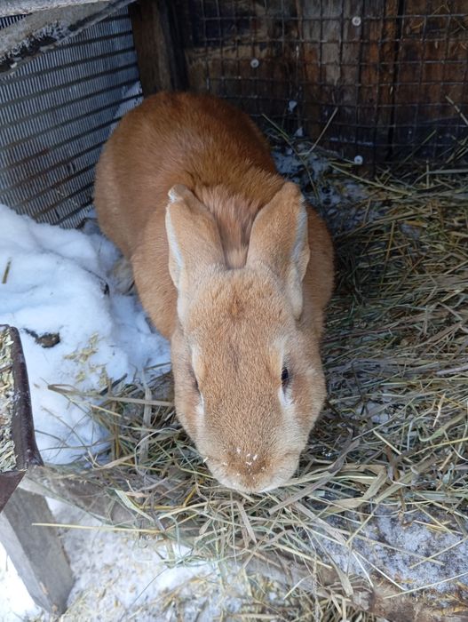 Продам Крола Бургундец!