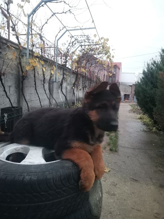 Femela ciobanesc german