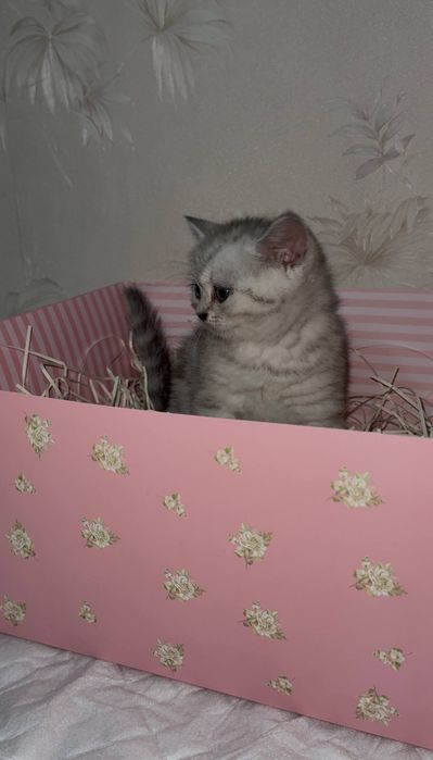 Британский котёнок  милый малыш