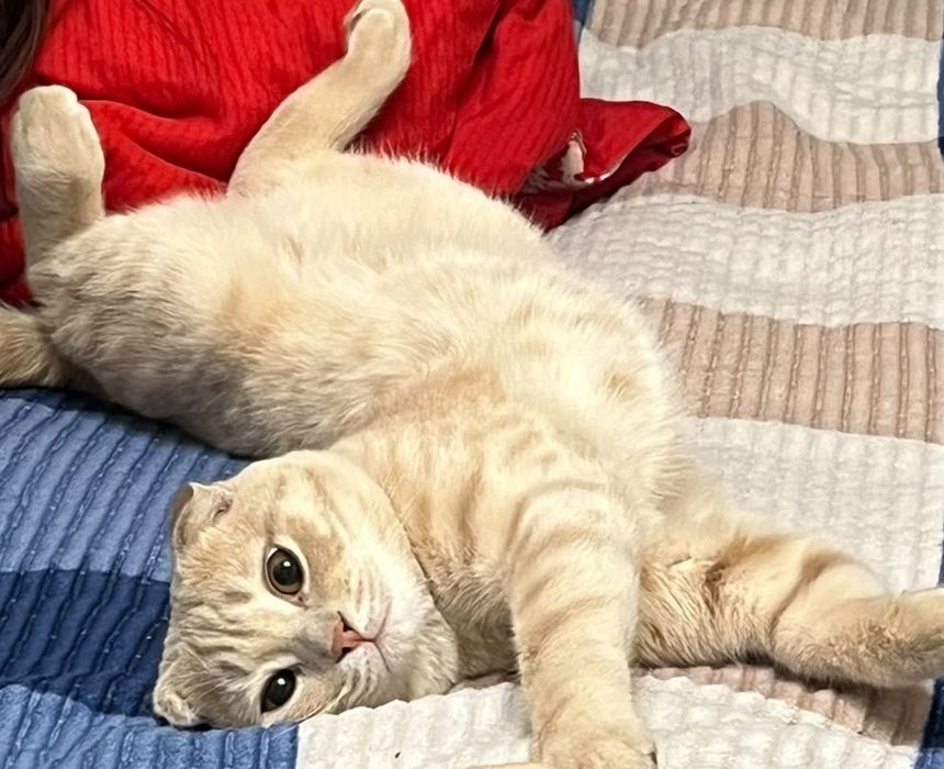 Кошка шотландская