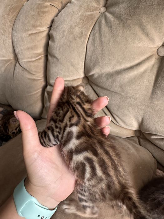 Продам котят бенгалов
