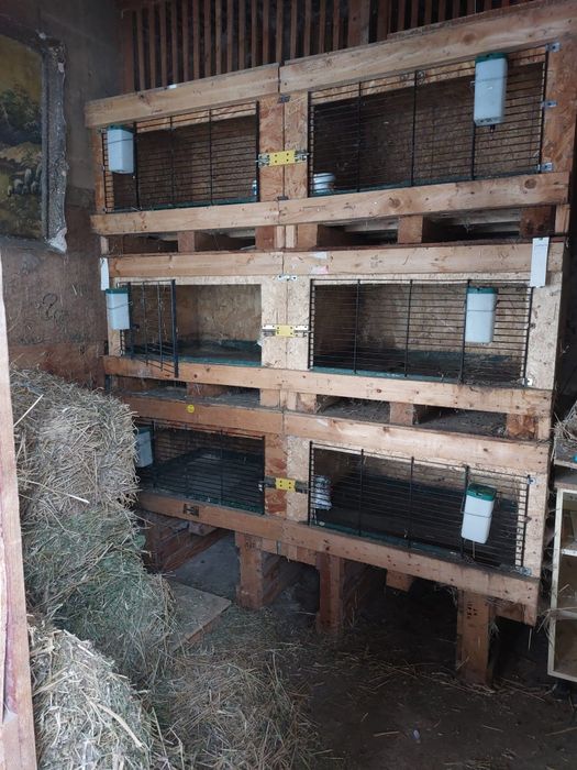 Cuști pentru iepuri