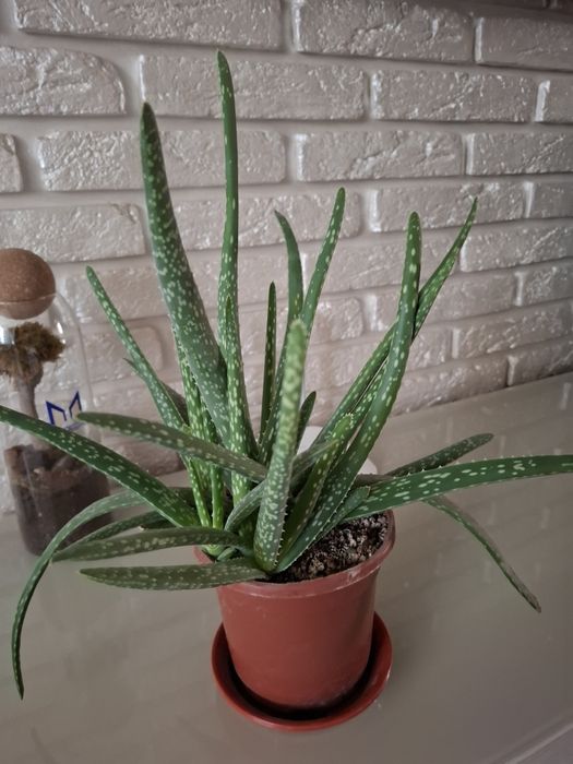 Алоэ вера свежее