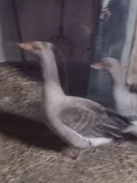 Продама гусака или обмен