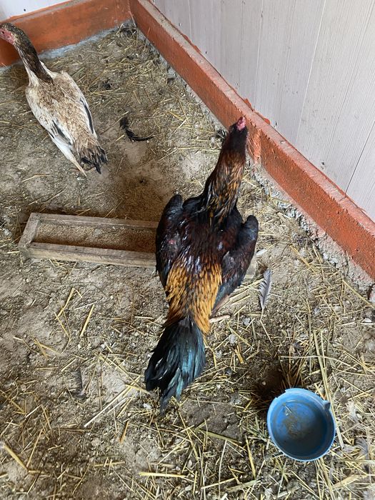 Продается бойцовый петух