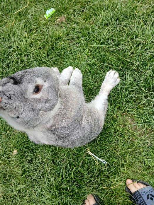 Vând mascul uriaș german