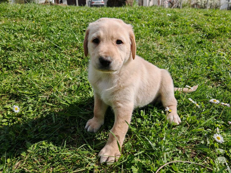 Labradori retriever, adorabili, căutăm familii iubitoare