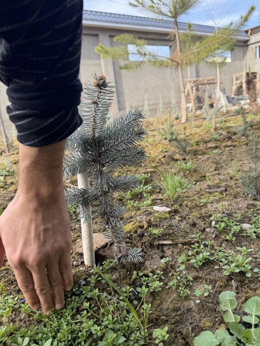 Hoopsi sorti eng oppoq bo’ladigan sorti italyadan kelgan kurtaklangan